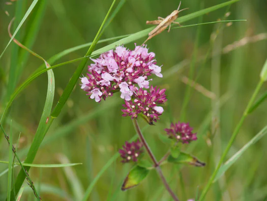 Dodendraad in Hamelt Achel (Belgium)